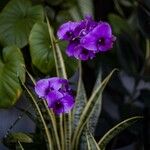 Dendrobium bigibbum Flower