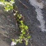 Veronica fruticulosa Plante entière