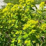 Euphorbia illirica Flower