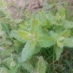 Teucrium scordium Likasa