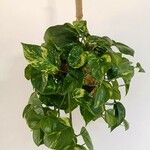 Epipremnum aureum Hoja