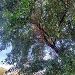 Alnus orientalis Habit