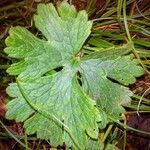 Ranunculus bulbosus برگ