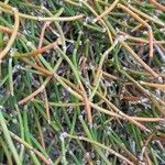 Ephedra distachya Leaf