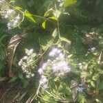 Chromolaena odorata Flor