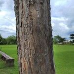 Swietenia macrophylla Bark