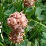 Trifolium fragiferum Плід