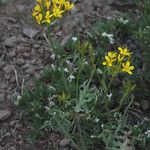 Crepis acuminata Habitatea