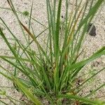 Cyperus eragrostis ᱥᱟᱠᱟᱢ