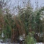 Phyllostachys aurea عادت