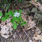 Anemonella thalictroides Fulla