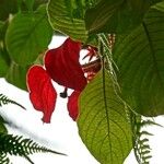 Mussaenda erythrophylla Folha