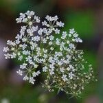 Peucedanum palustre Flor