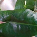 Philodendron burle-marxii Levél