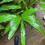 Alpinia zerumbet Feuille