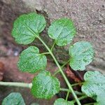 Cardamine flexuosa Leaf