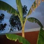 Musa balbisiana ഇല