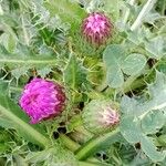 Cirsium acaule Květ