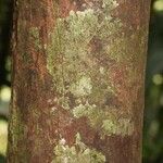 Pouteria singularis 樹皮