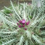 Carduus carlinoides Blatt