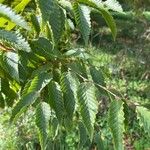 Carpinus japonica Leaf