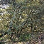 Quercus rotundifolia Habit