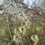 Clematis vitalba Flower