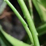 Hoya longifolia Corteza