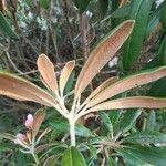 Rhododendron degronianum Blatt