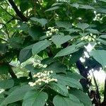 Clerodendrum trichotomum Habitus