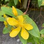 Hypericum monogynum Blüte