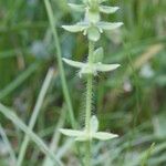 Cruciata pedemontana Other