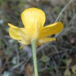 Ranunculus paludosus Blodyn