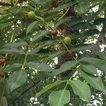 Ekebergia capensis Φύλλο