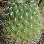 Gymnocalycium saglionis Habit