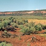 Artemisia tridentata Habit