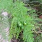 Asparagus setaceus Fruit