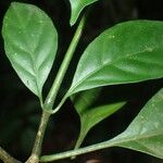 Whitfieldia laurentii Hoja