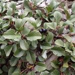 Rhamnus pumila ᱥᱟᱠᱟᱢ