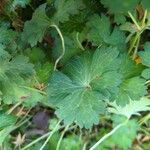 Geranium platypetalum Leaf