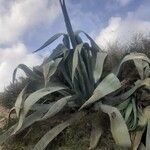 Agave shaferi Листок