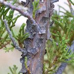 Juniperus monosperma Bark