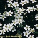 Arenaria balearica Flor