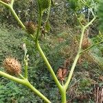 Datura stramoniumПлод