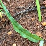 Commelina reptans पत्ता