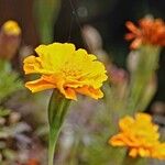 Tagetes tenuifolia Квітка