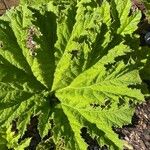 Gunnera tinctoria Leaf