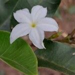 Mascarenhasia arborescens Flor