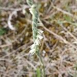 Spiranthes spiralis फूल