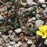 Fumana procumbens Habit